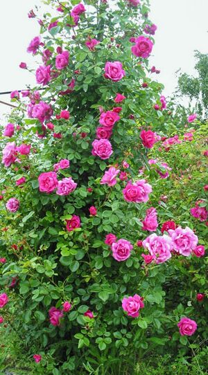 fundrose-wrams-gunnarstorp-rose-biblio