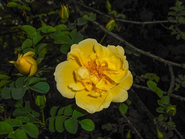 Rosa xanthina ‘Plena’, Botanical Garden in Lublin, Salycina (4)-2-w.jpg