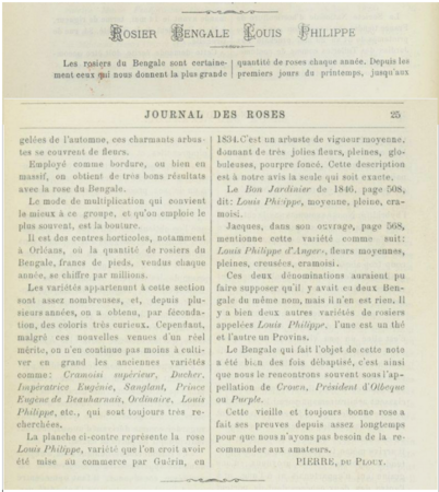 Louis-Philippe, Journal des Roses, 02.1899, S.24, 25.PNG