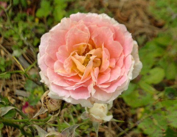 Lady Sunblaze, Beth's Northern CA Rose Garden 1-2-w.jpg