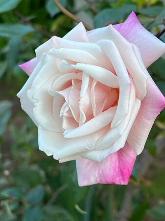 Madame Antoine Mari, Heritage Roses in Australia 3.jpg