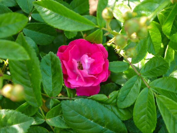 Esmeralda, Victoria State Rose Garden 6-2-w.jpg