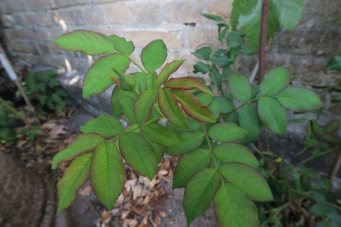 Moore's Striped Rugosa 3.PNG