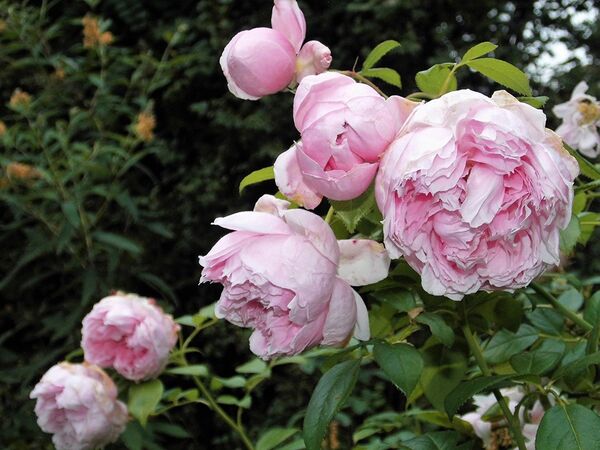 Schöne Maid RoseBiblio