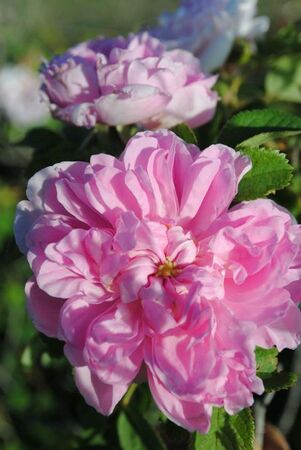 Blush Damask - unknown rose, Pat Toolan 4.jpg
