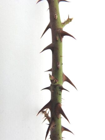 Adiantifolia 5.JPG