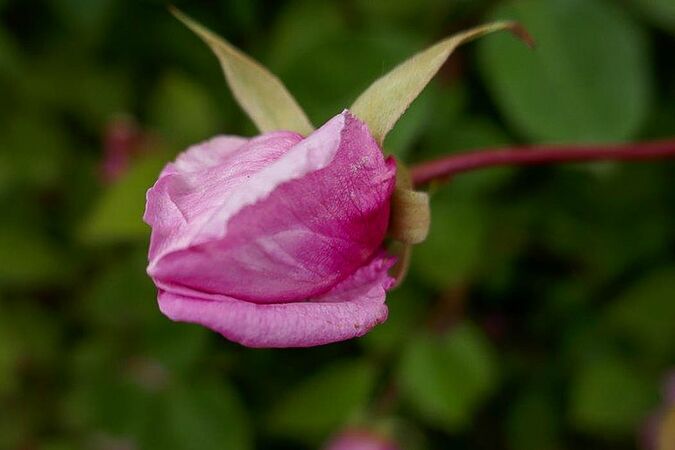 Found Rose Pamiers 7-w.jpg