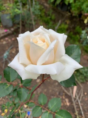 The AHSI Bicentenary Rose 13.jpg