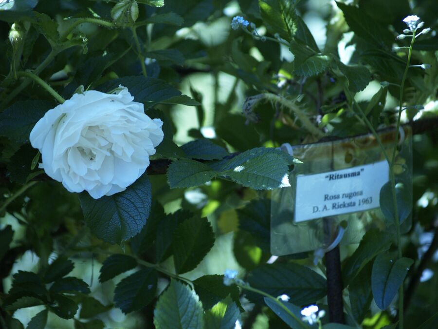 Ritausma – Rose-Biblio