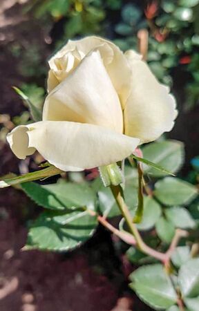 The AHSI Bicentenary Rose 6-1-w.jpg