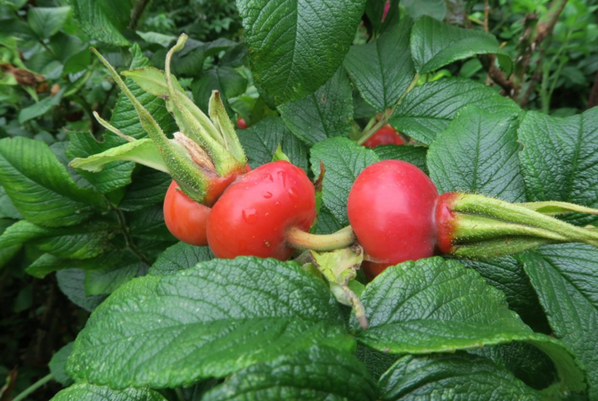 R. rugosa 'Typica', Ostergaard 4.PNG