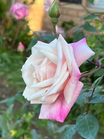 Madame Antoine Mari, Heritage Roses in Australia 4.jpg