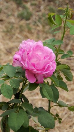 Barbara's Pasture Rose, Jeri Jennings 1-w.jpg
