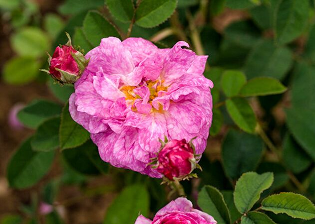 Alcime, Alcine Pirjo Rautio 1-2-w.jpg