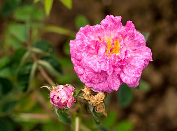 Alcime, Alcine Pirjo Rautio 2-2-w.jpg