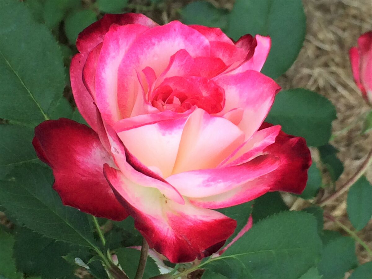 Rosier Jubilé Du Prince De Monaco www.roses.shoutwiki.com