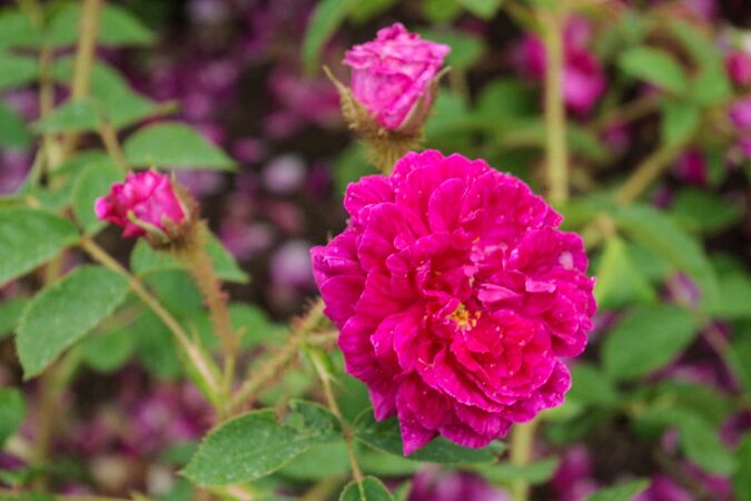 Madame Rose Chérie RoseBiblio