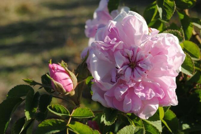 Blush Damask - unknown rose, Pat Toolan 3.jpg
