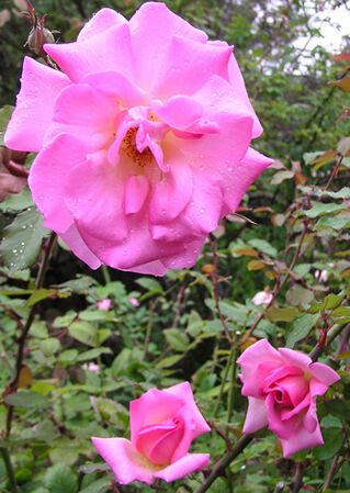 Sunny South, Heritage Roses in Australia-w.jpg