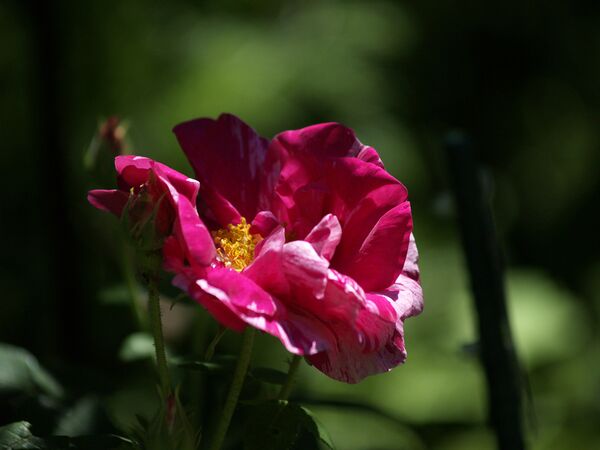 Rosa gallica-Versicolor- 6169798.jpg