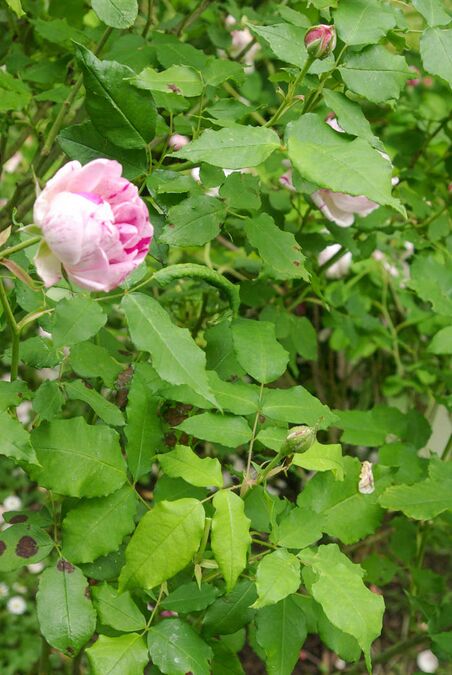 gros-provins-panach-rose-biblio