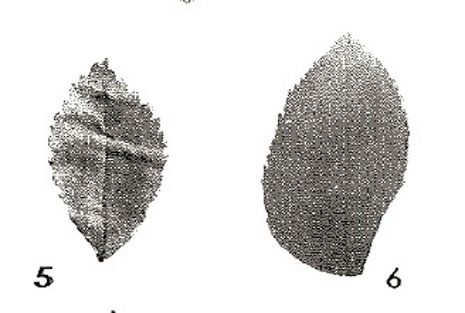 R. usyuensis 2-2-w.jpg