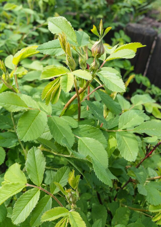 Martin Frobisher RoseBiblio