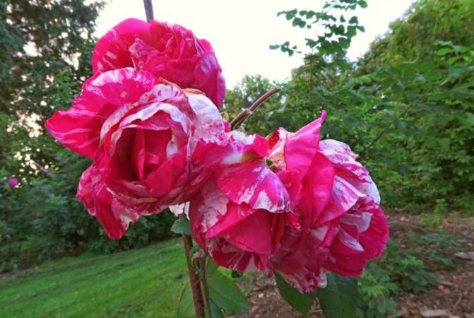 Moore's Striped Rugosa 2.PNG