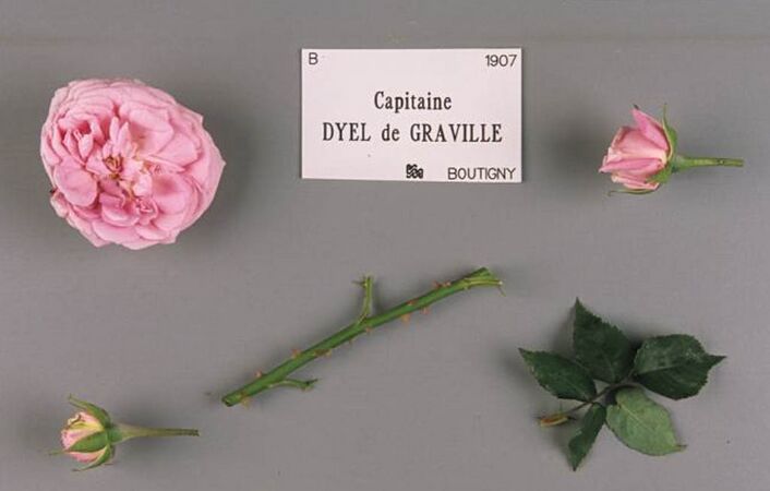 Capitaine Dyel de Graville, Stéphane Barth, L'Hay 3-2-w.jpg