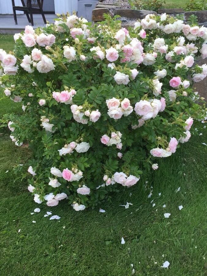 Ritausma – Rose-Biblio