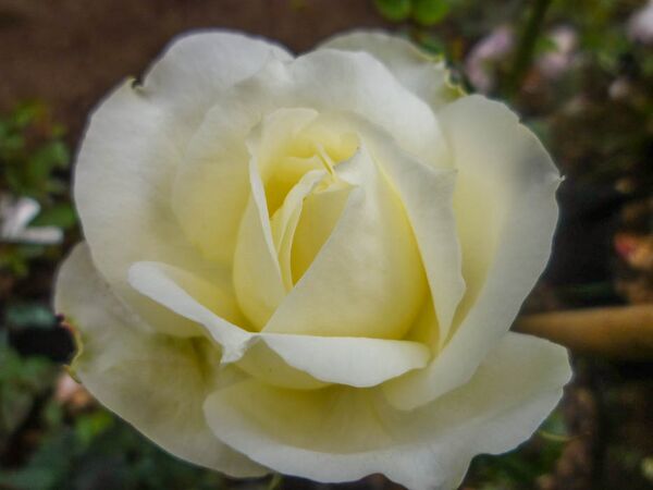 The AHSI Bicentenary Rose 5-1-w.jpg
