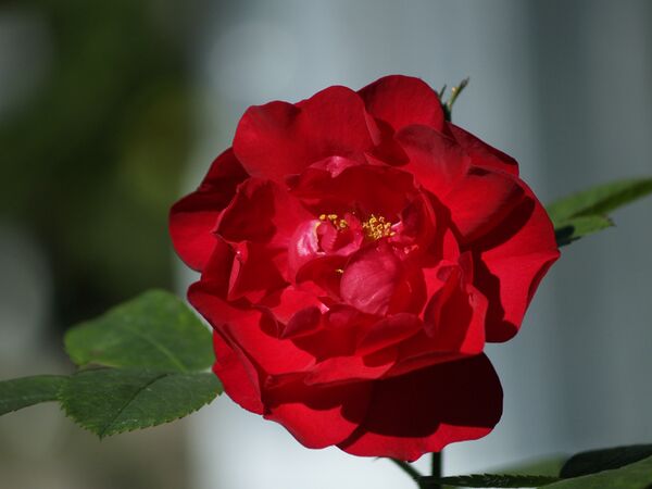 Rosa rugosa Hansaland-2021-06-16-6169819.jpg