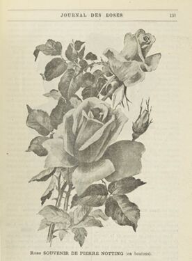 Souvenir de Pierre Notting, JdR 09.1899, S. 131-w.jpg