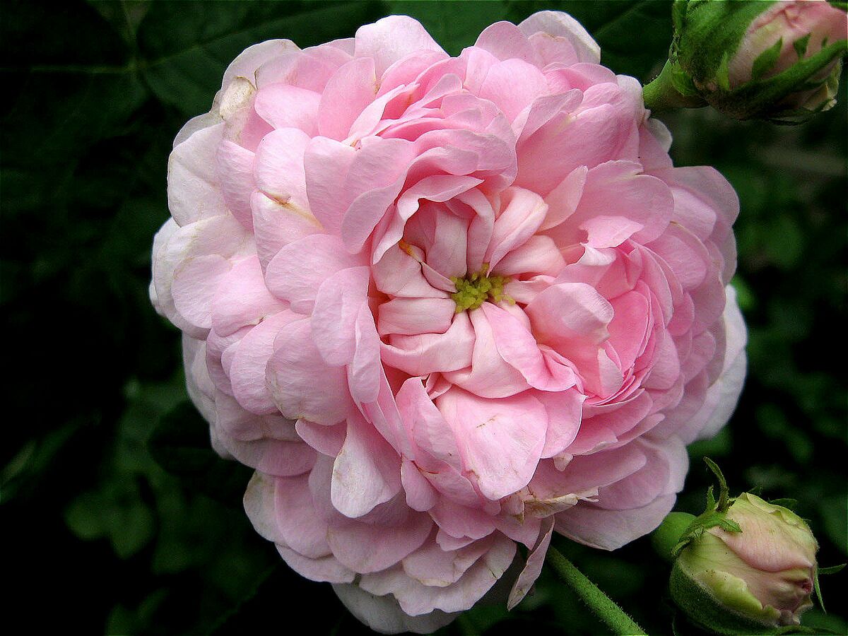 Duchesse de Montebello – Rose-Biblio