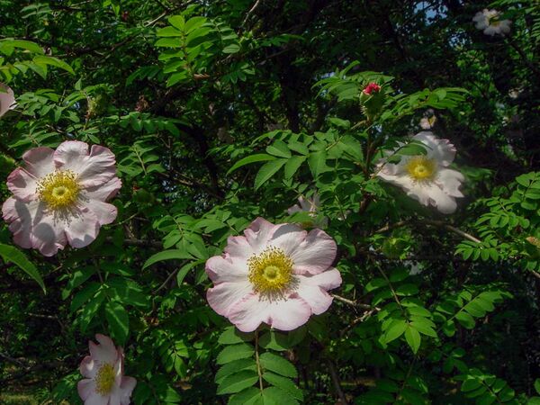 Rosa roxburghii hirtula, treeflower.la.coocan 3-w.jpg