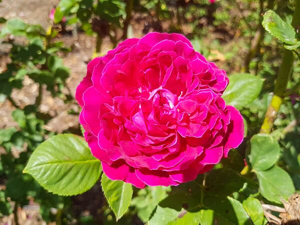 Esmeralda, Victoria State Rose Garden 4-2-w.jpg