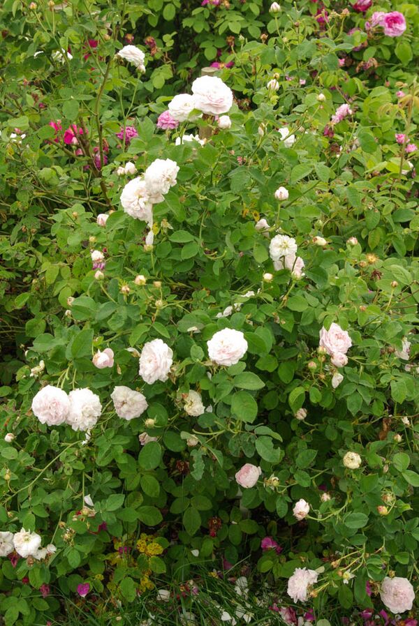 Reine de Perse RoseBiblio