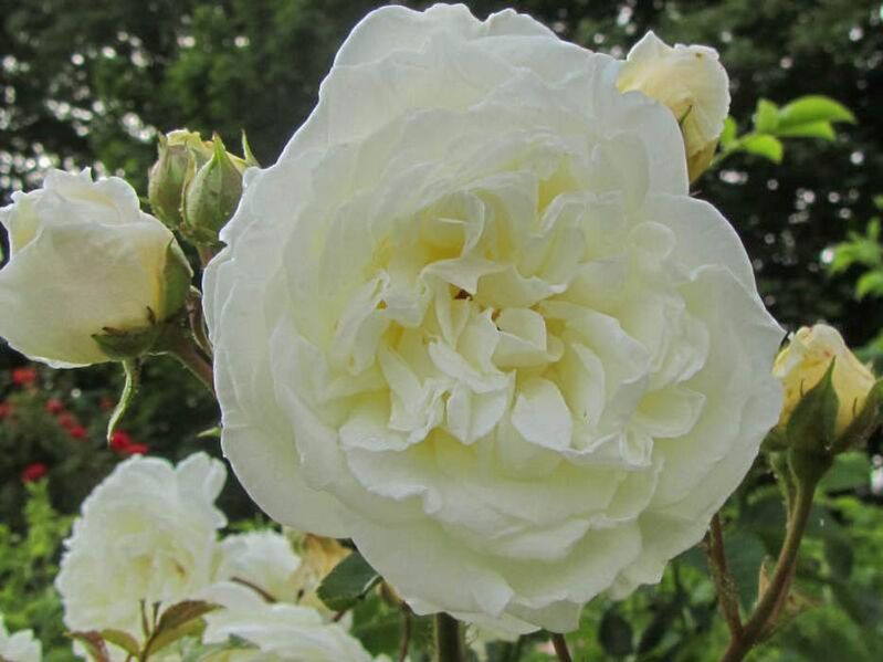 DateiMadeleine Selzer, Stéphane Barth 4w.jpg RoseBiblio