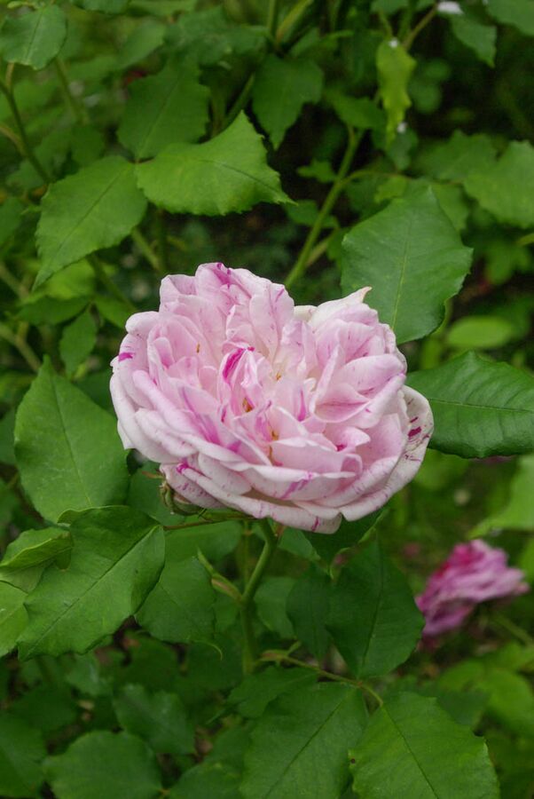 gros-provins-panach-rose-biblio
