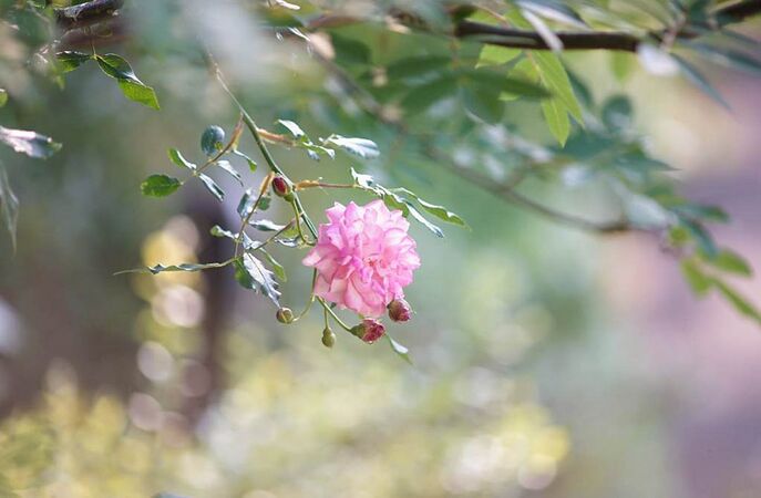 Qingyuan Township Tea Rose 3-1-w.jpg