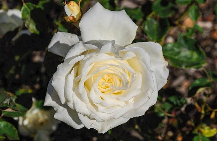 Edith Krause, San Jose Heritage Rose Garden 1-w.jpg