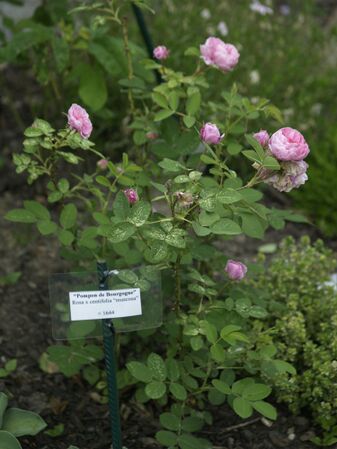 Rosa centifolia-Pompon de Bourgogne-2020-06-13- 6138876.jpg