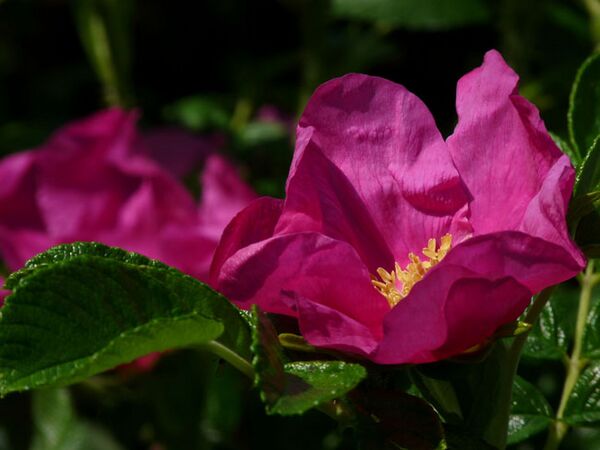 Rosa rugosa 1.jpg
