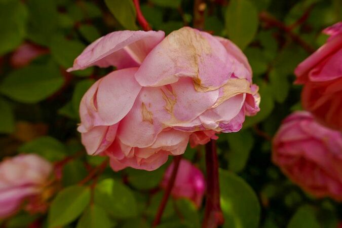 Found Rose Pamiers 11-w.jpg