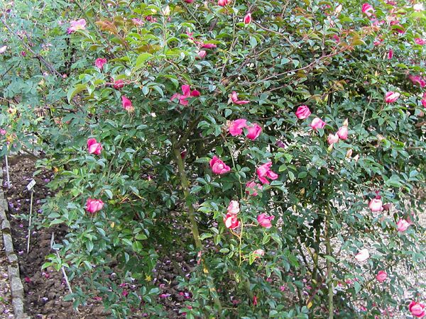 Rosa chinensis var. spontanea, L'Haÿ, Foto Stéphane Barth 2-3-w.jpg