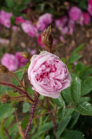 Rosa x centifolia var. muscosa f. rosea-plena, Cent. musc.-4-1-w.jpg