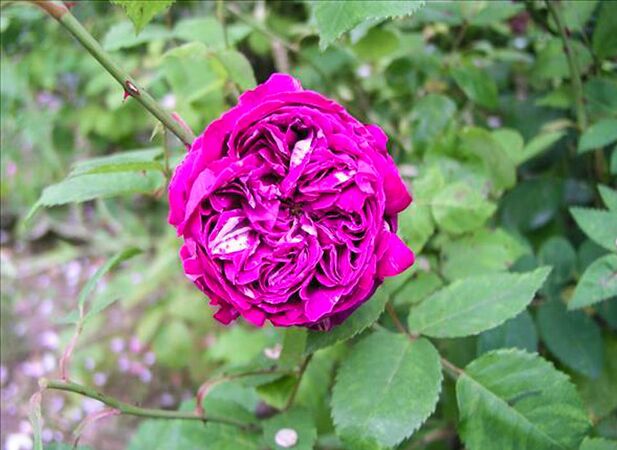 Gaëtane Durand - hybride rosa x ben-gallique-w.jpg