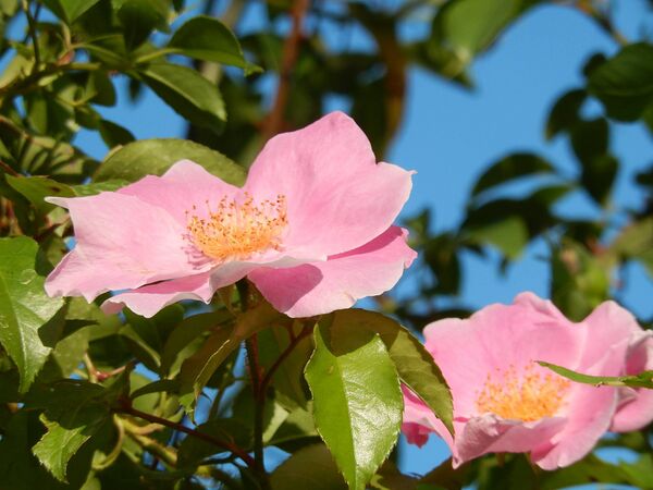 Rosa laevigata rosea, Shiho Izumi, Japan 2.jpg