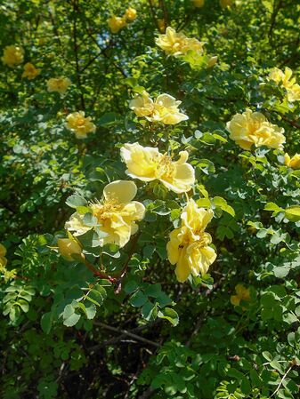 Rosa xanthina ‘Plena’, Botanical Garden in Lublin, Salycina (1)-2-w.jpg