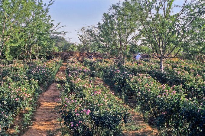 Edward rose garden in Rajasthan 2-w.jpg